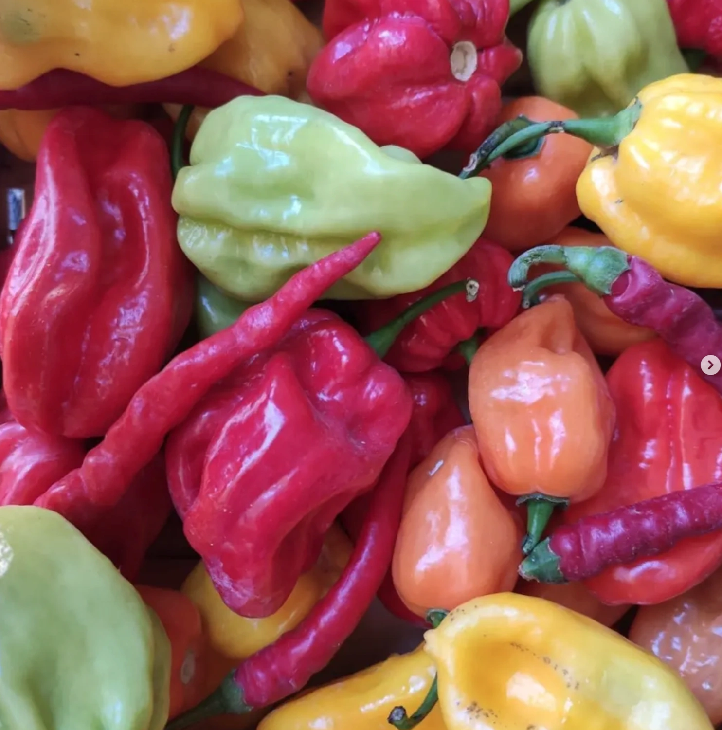 Les poivrons utilisé dans notre taqueria le petit diable située à marseille